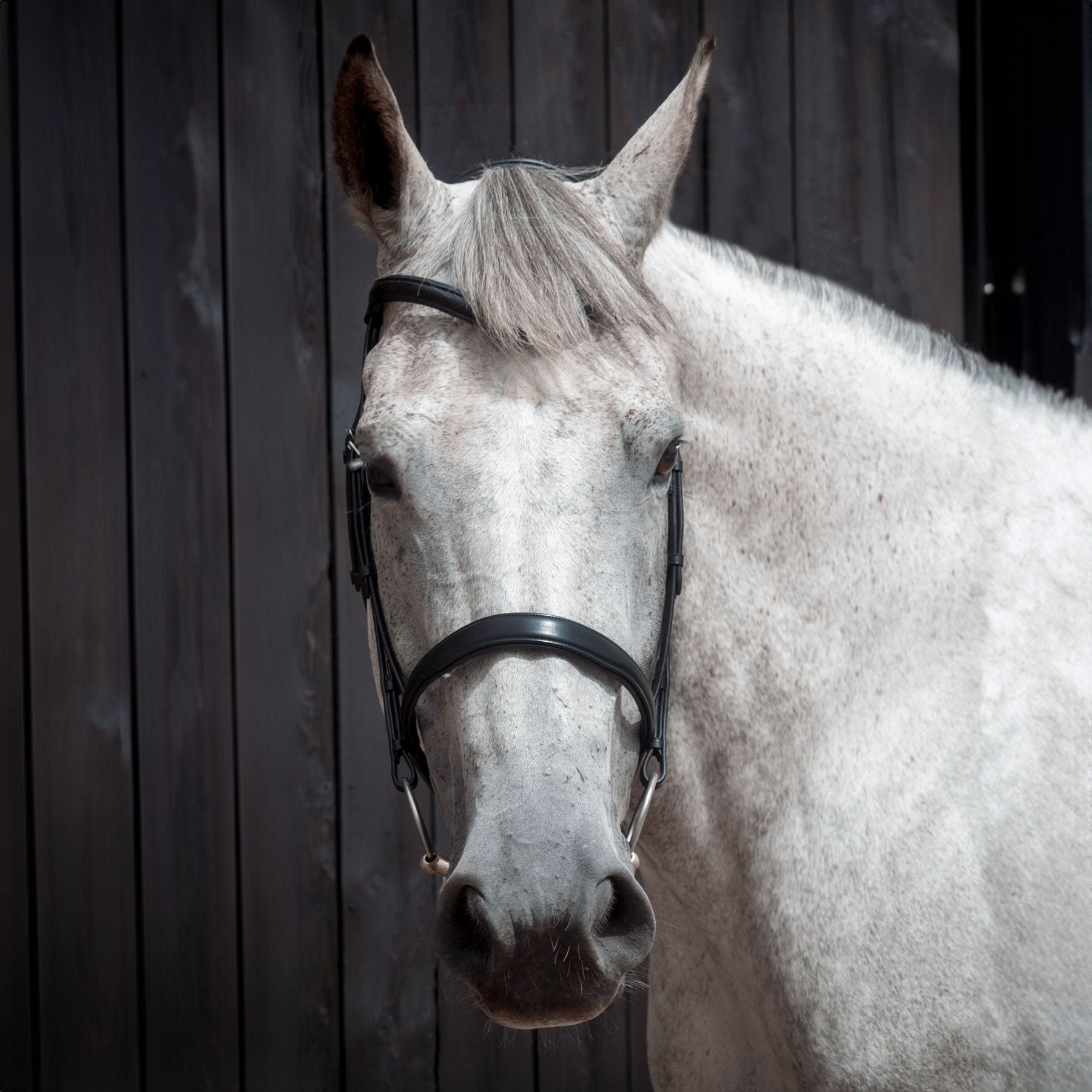 Henry James Saddlery Cavesson Bridle | Millbry Hill