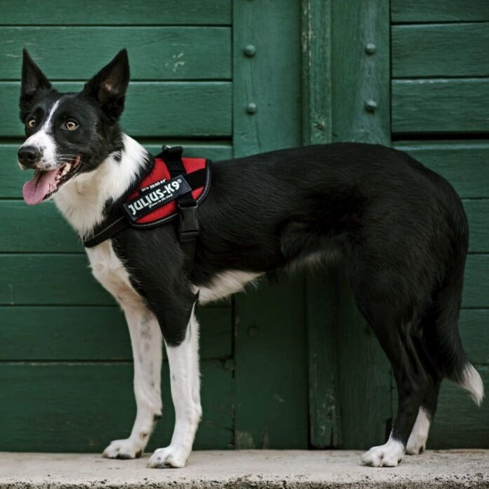 A collie dog wearing the Julius-K9 IDC Powerharness in red#red