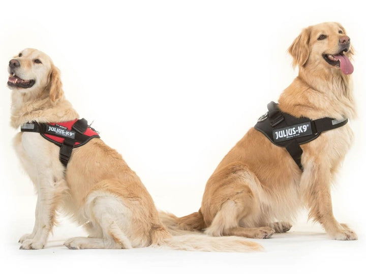 Pair of golden retriever dogs wearing the Julius-K9 IDC Powerharnesses