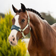 Brown horse with a white blaze and braided mane standing in a grassy field.