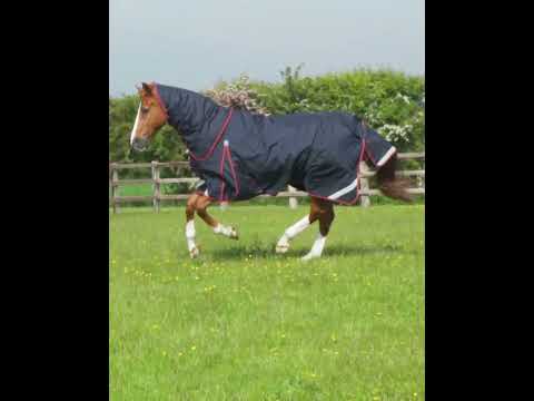 Premier Equine Buster 150g Turnout Rug with Classic Neck Cover