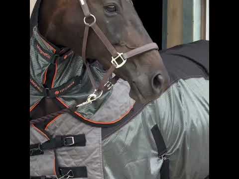 Equilibrium Therapy Magnetic Rug