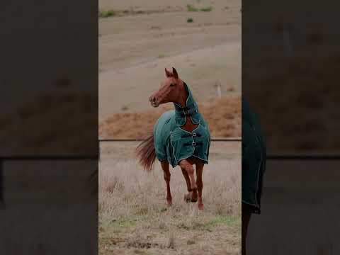 Weatherbeeta Comfitec Classic 50g Combo Turnout