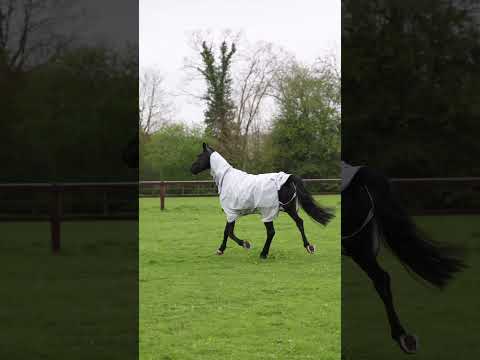 Shires Tempest Original Waterproof Fly Rug