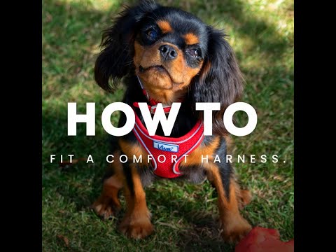 Ancol Comfort Mesh Dog Harness