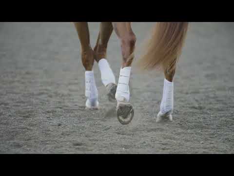 Equilibrium Stretch & Flex Flatwork Wraps
