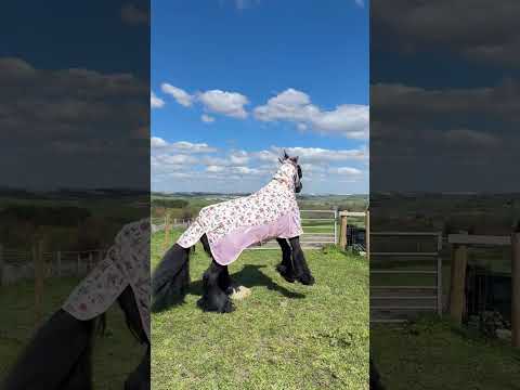 Cath Kidston Cowgirl Rain Sheet & Fly Rug Set