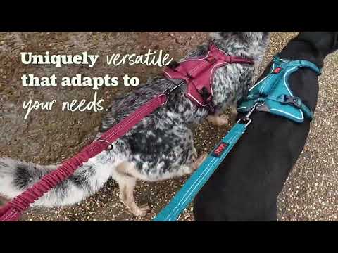 Halti Anatomy Multi Lead