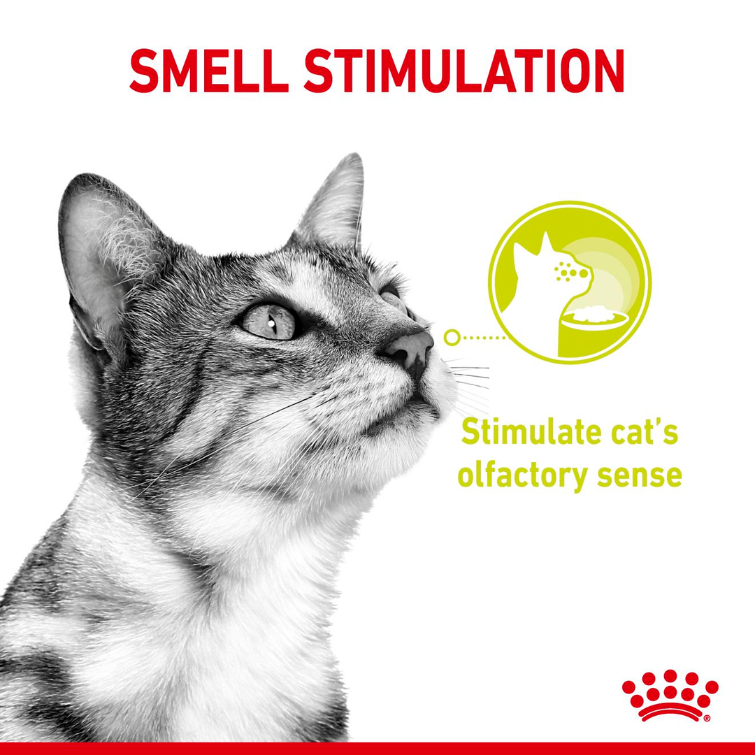 Royal Canin Sensory Smell Chunks In Gravy Wet Pet Food For Cats