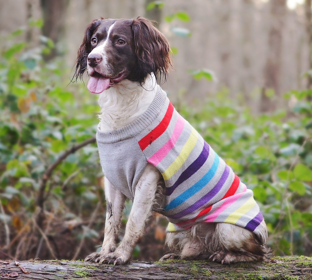 Sotnos Super Stripe Dog Sweater