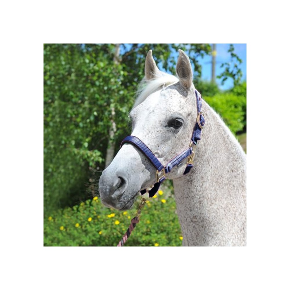 The Ascot Synthetic Padded Headcollar in Navy#Navy