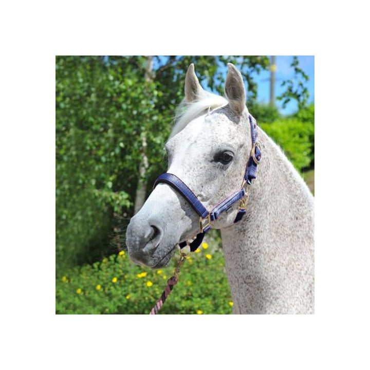 The Ascot Synthetic Padded Headcollar in Navy#Navy
