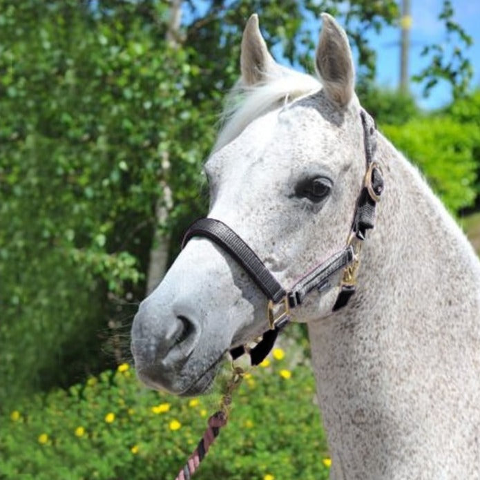 The Ascot Synthetic Padded Headcollar in Black#Black