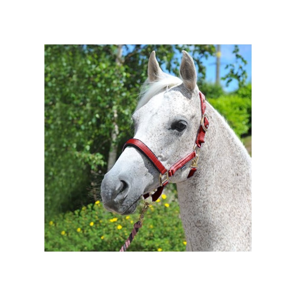 Ascot Synthetic Padded Headcollar in Red#Red