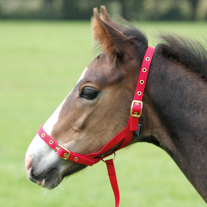 The Shires Nylon Foal Slip in Red#Red