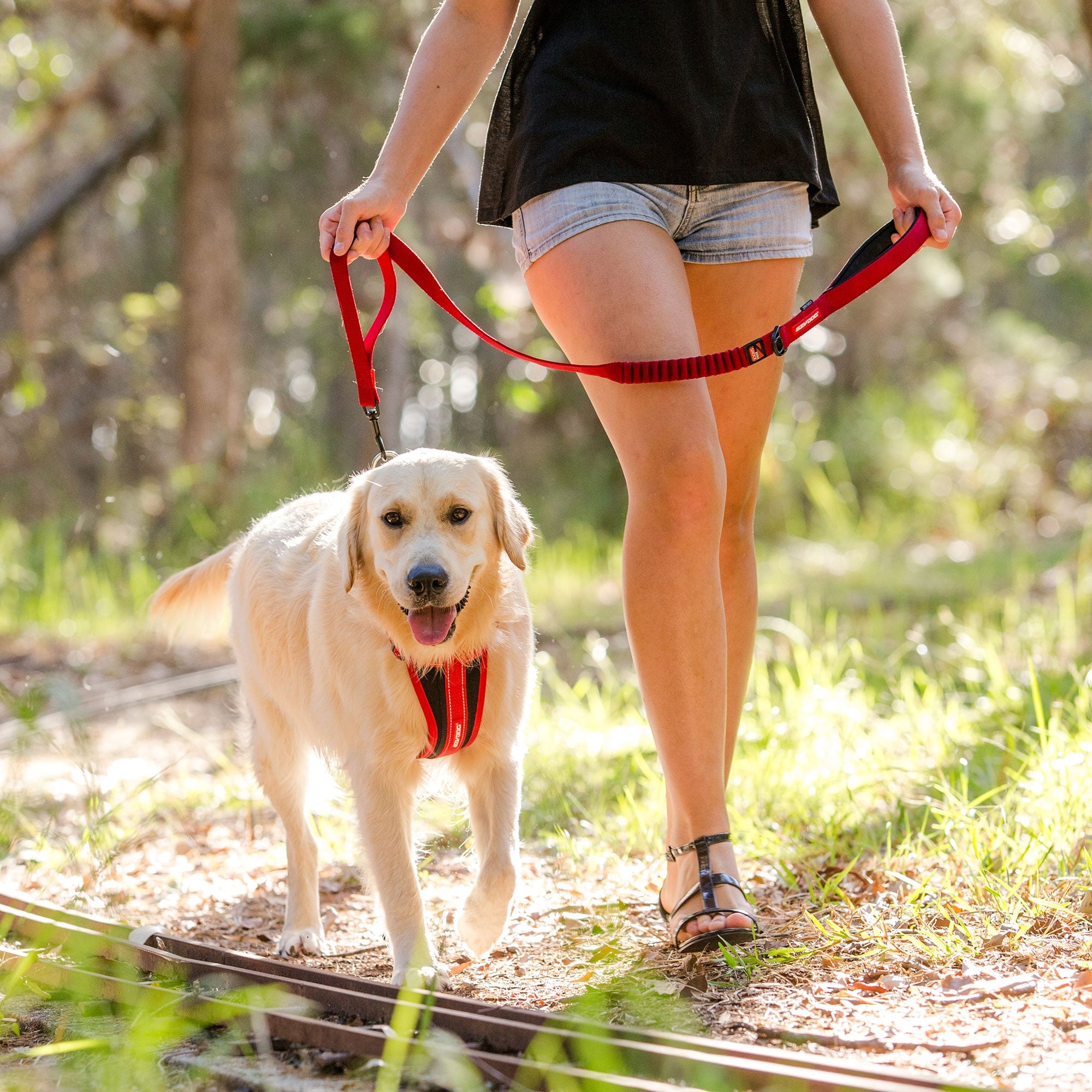 Ezydog Zero Shock Leash Lite | Millbry Hill
