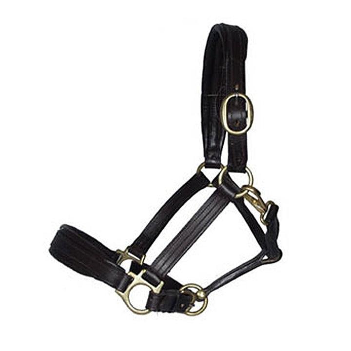 Ascot Padded Leather Headcollar in Black#Black