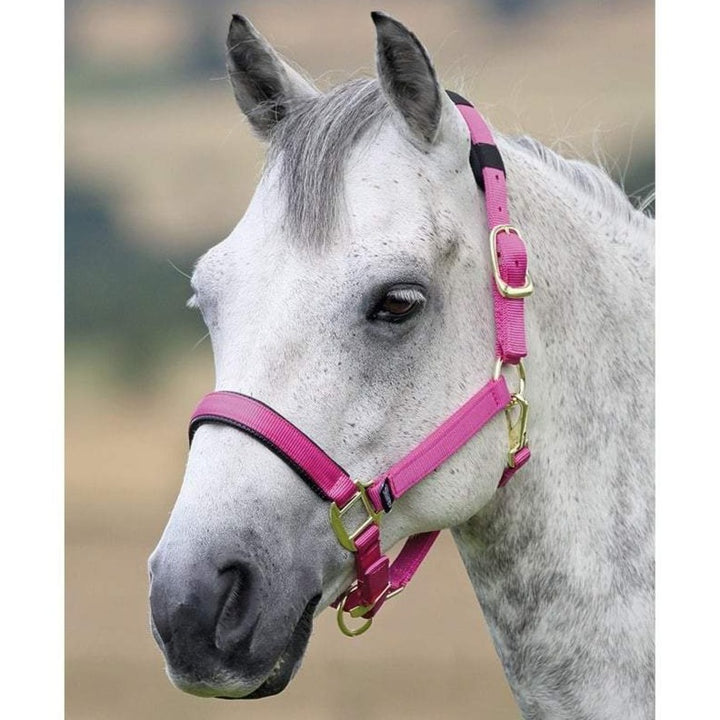 The Shires Topaz Padded Headcollar in Pink#Pink