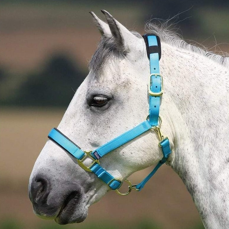 The Shires Topaz Padded Headcollar in Blue#Blue