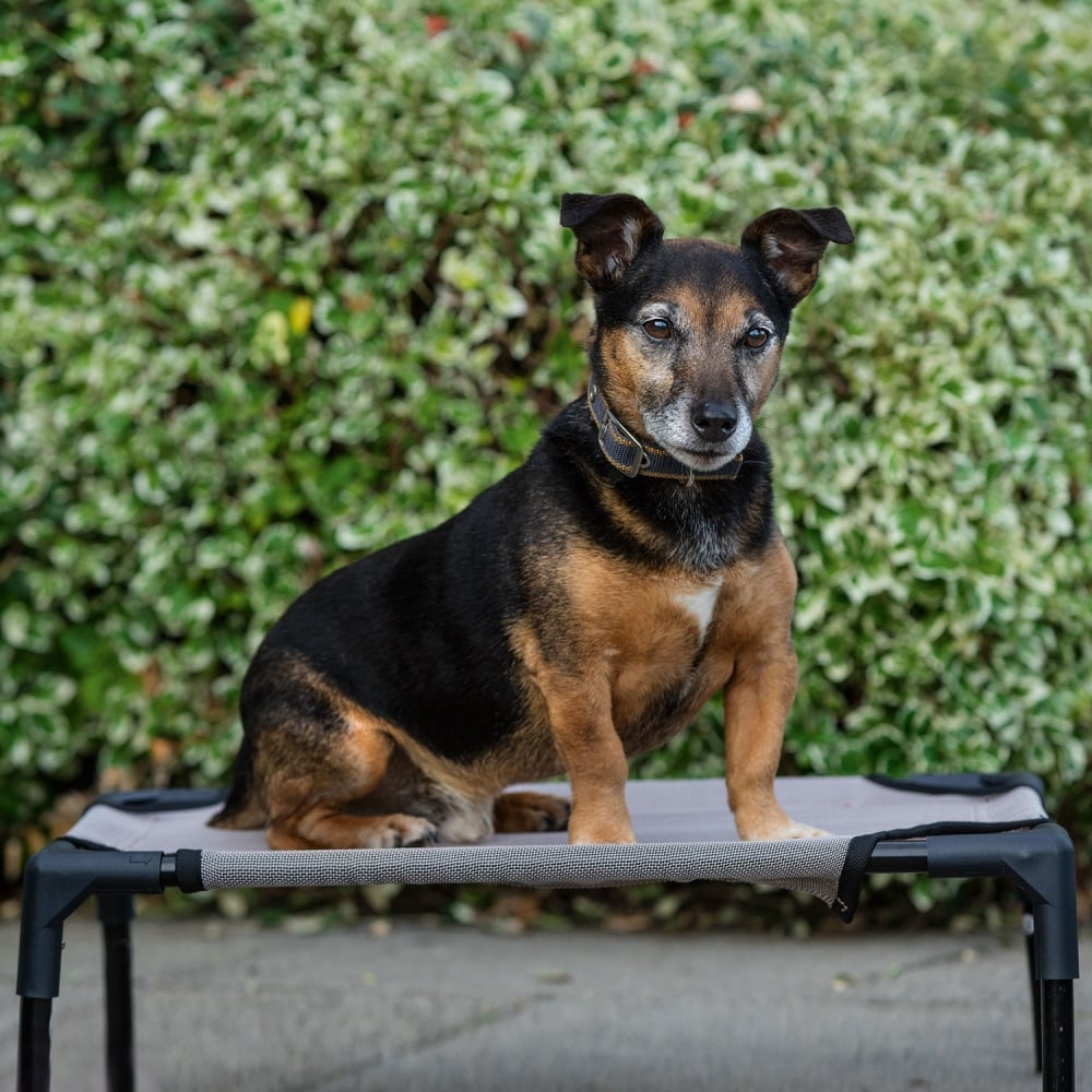 The Rambo Raised Hammock Dog Bed in Beige#Beige