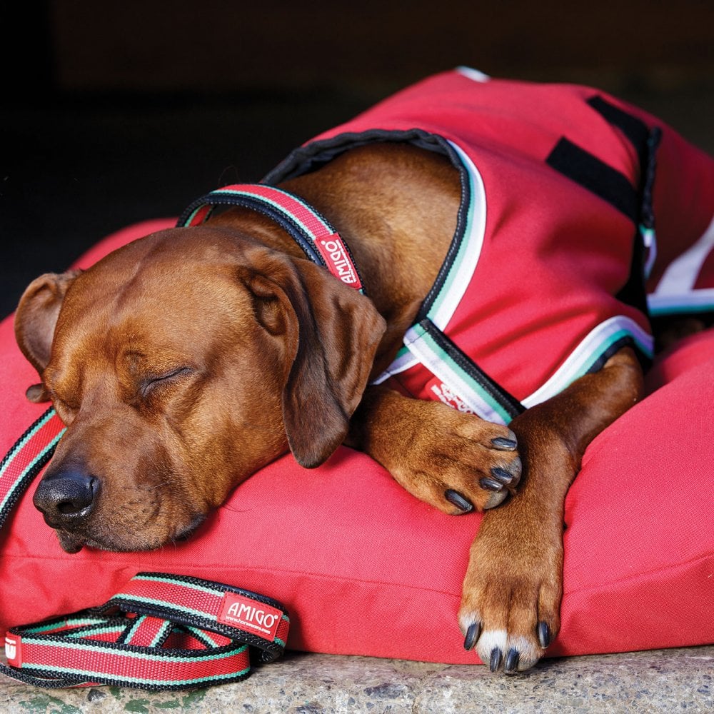 Amigo Waterproof Dog Rug in Red#Red