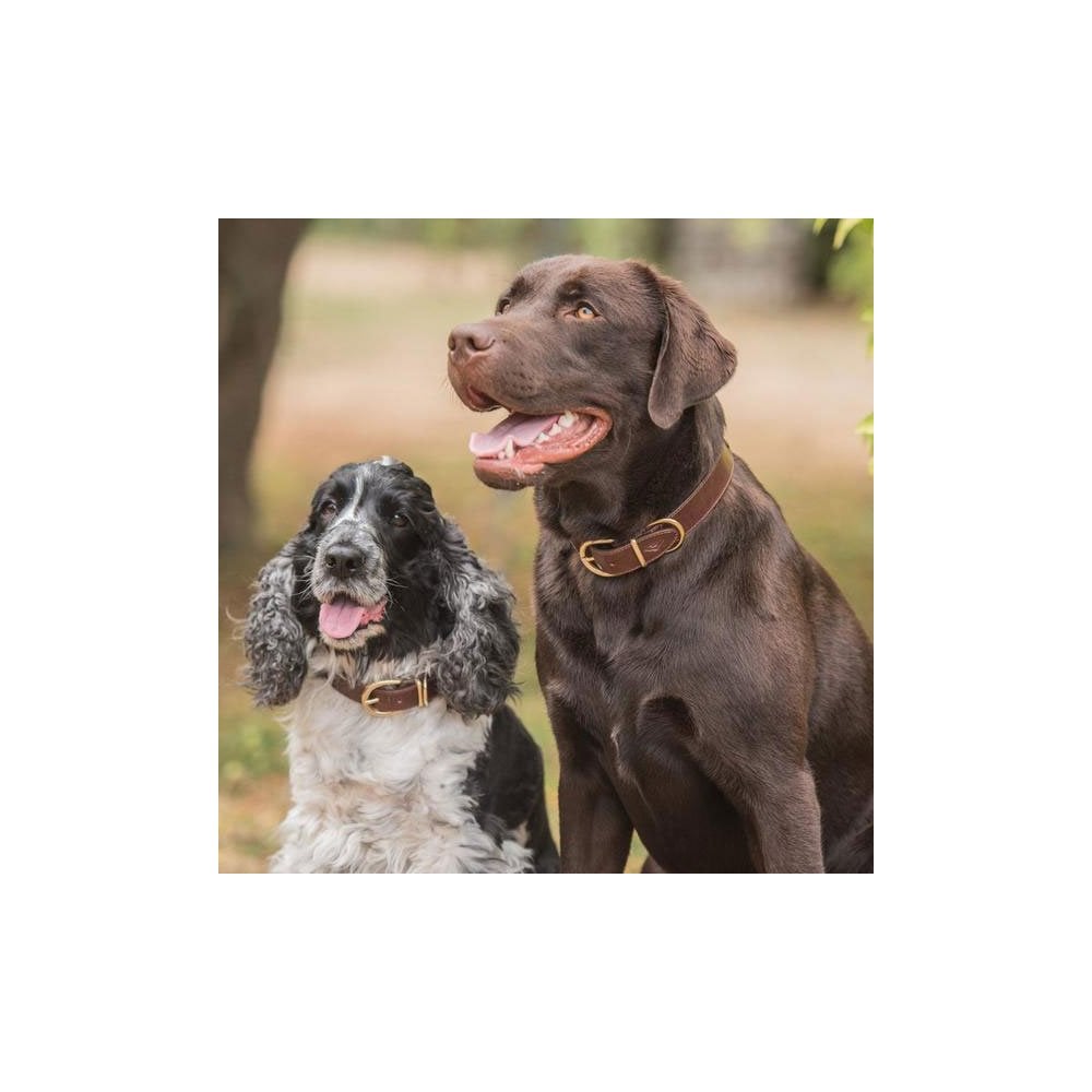 Mackenzie & George Dog Collar - Without Cartridges