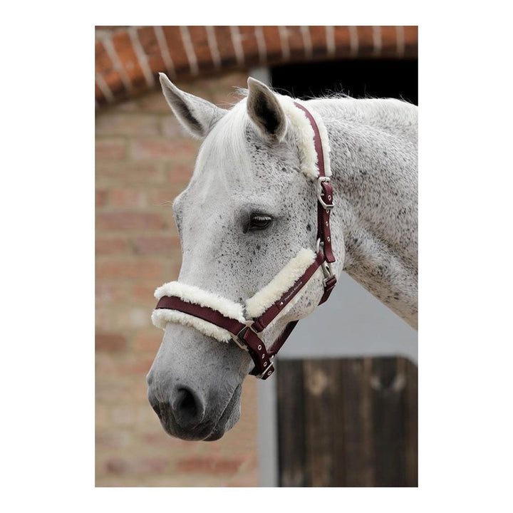 The Premier Equine Techno Wool Head Collar in Burgundy#Burgundy
