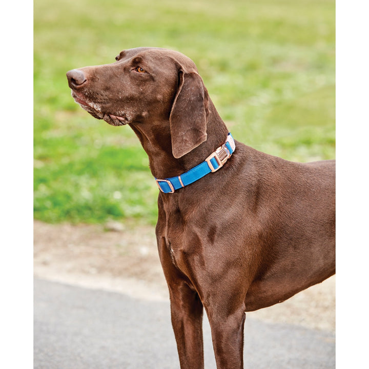 WeatherBeeta Elegance Dog Collar