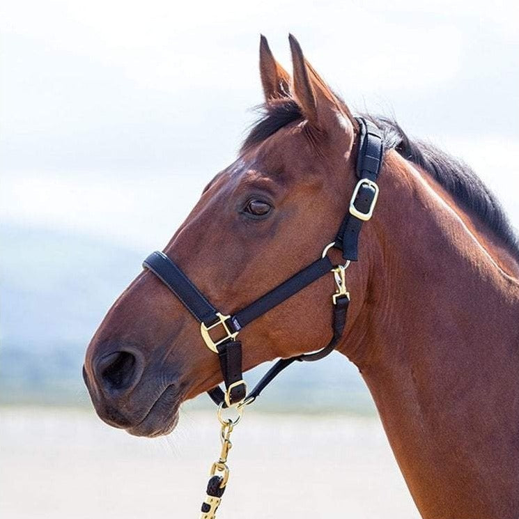 The Shires Topaz Padded Headcollar in Black#Black