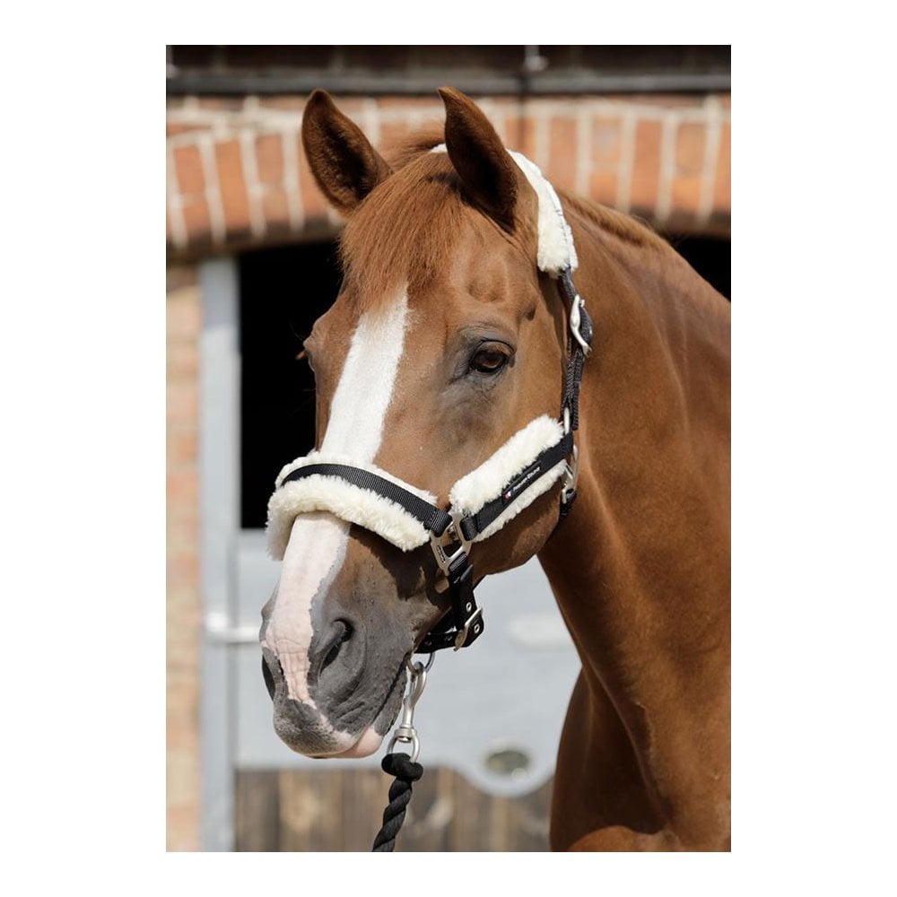 The Premier Equine Techno Wool Head Collar in Black#Black