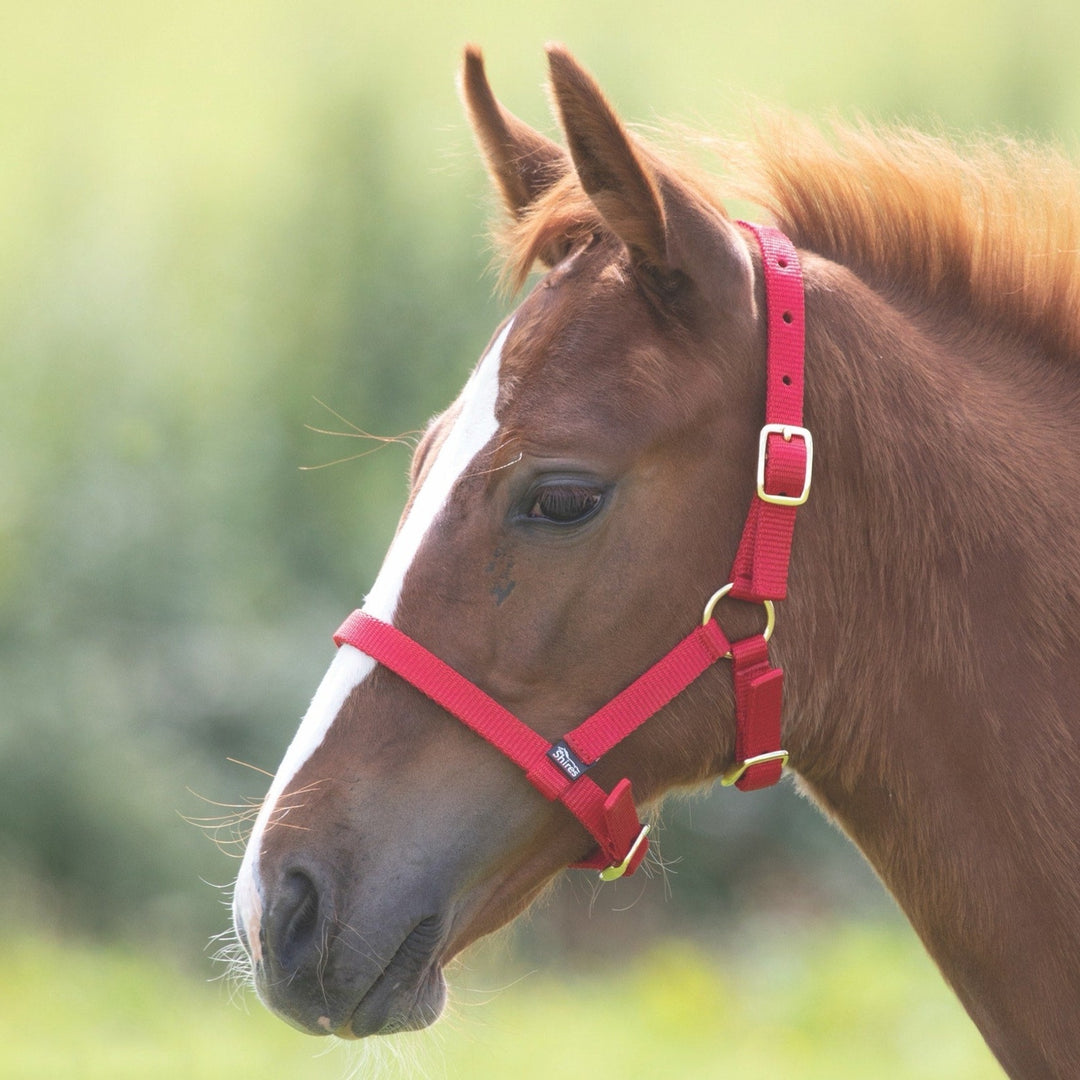 The Shires Nylon Foal Headcollar in Red#Red