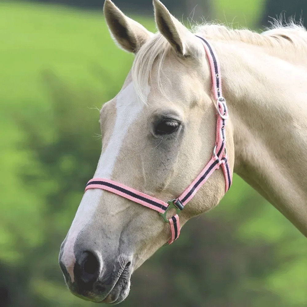 The Shires Wessex Headcollar in Pink#Pink