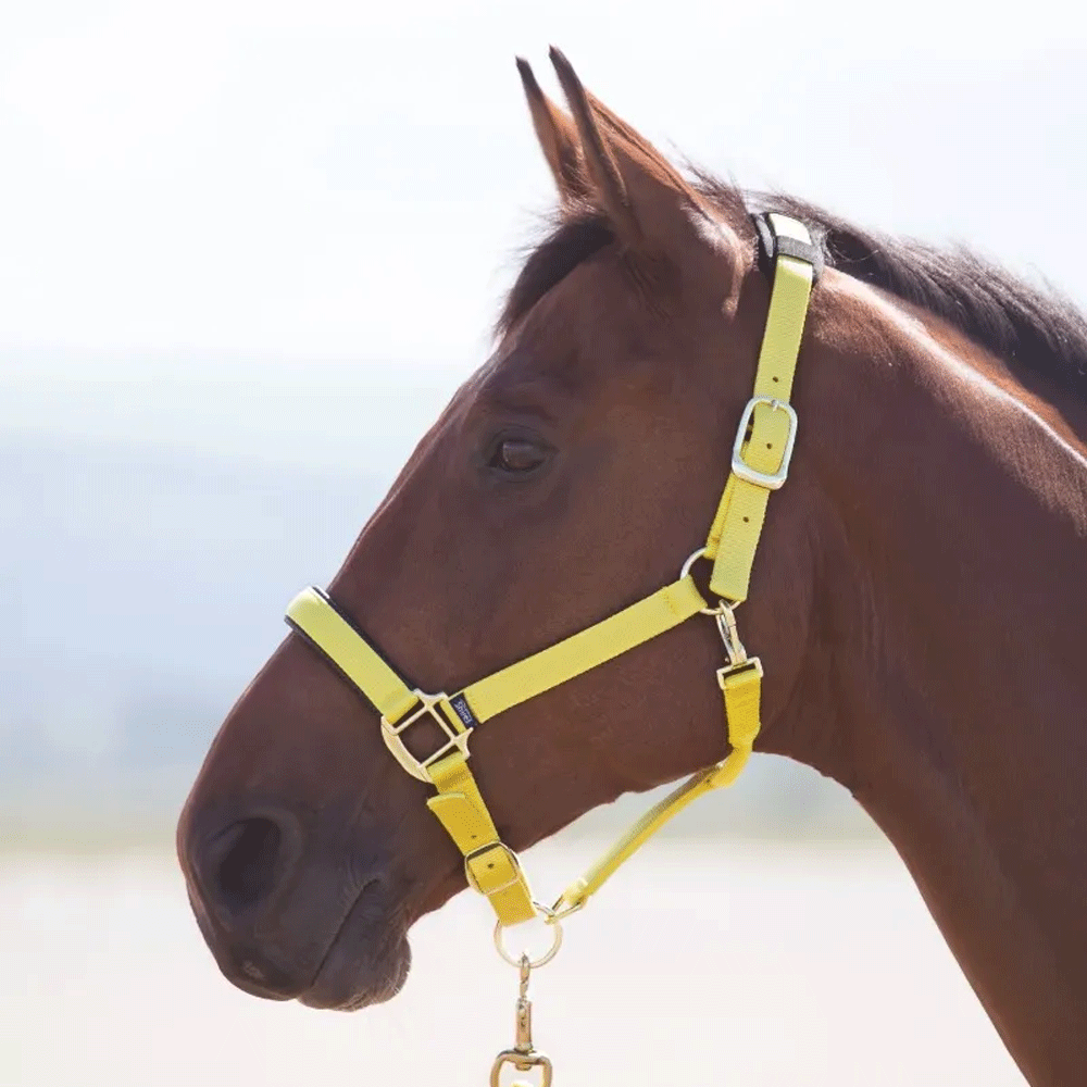 The Shires Topaz Nylon Headcollar in Yellow#Yellow