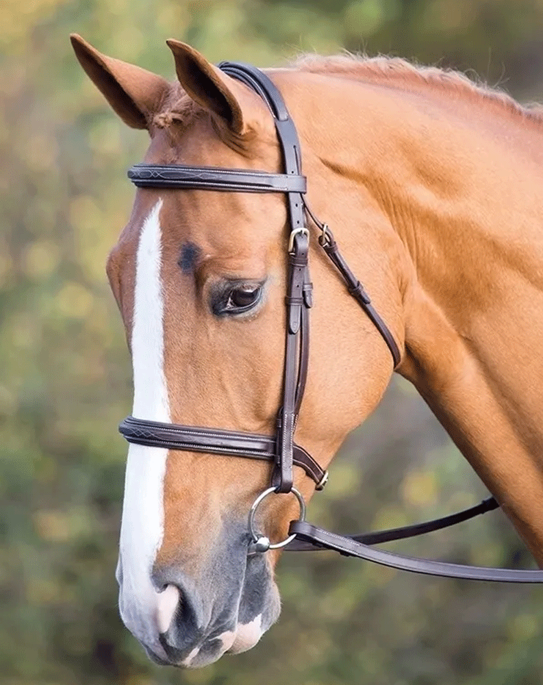 The Shires Salisbury Fairford Bridle in Brown#Brown