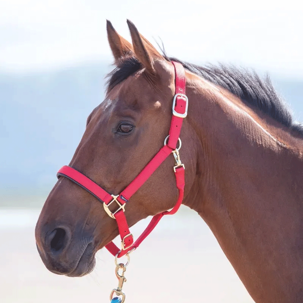 The Shires Topaz Nylon Headcollar in Red#Red