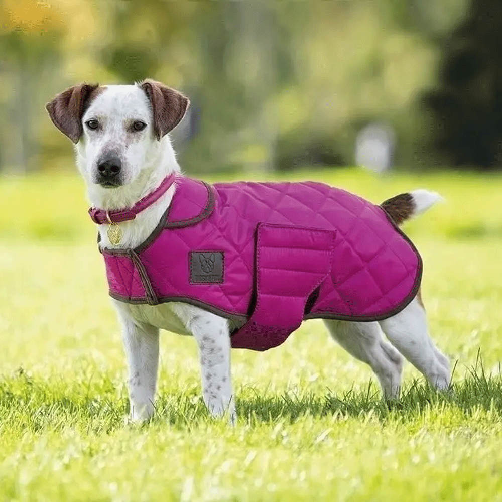 The Digby & Fox Quilted Dog Coat in Raspberry#Raspberry