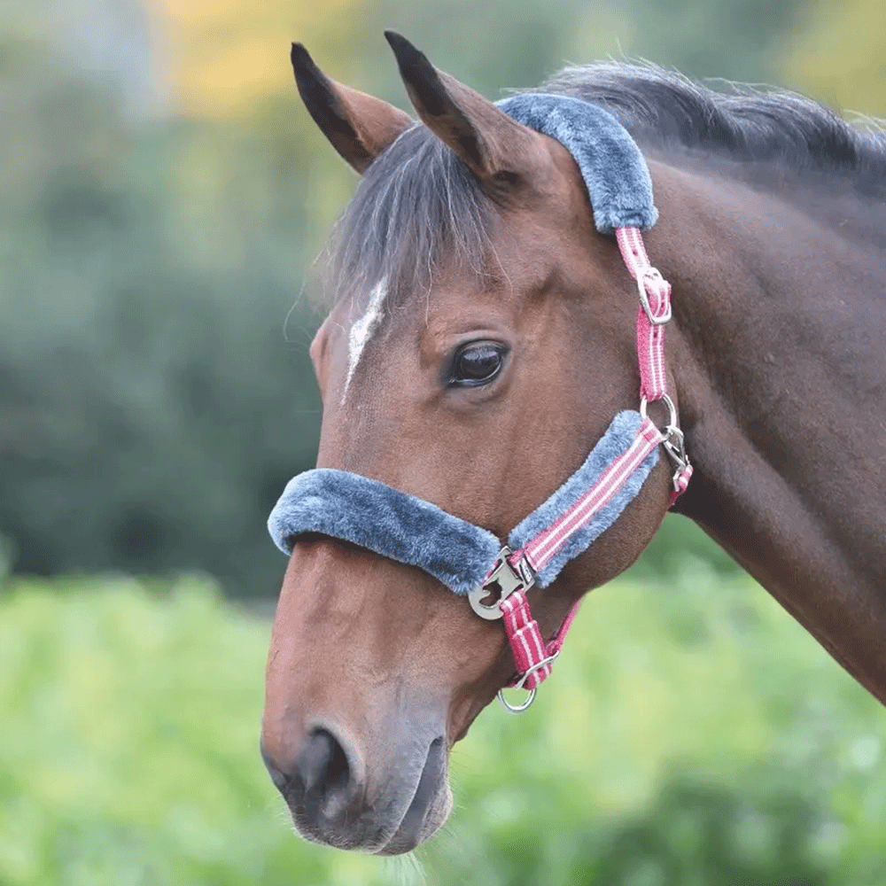 The Shires Stripe Headcollar in Pink#Pink