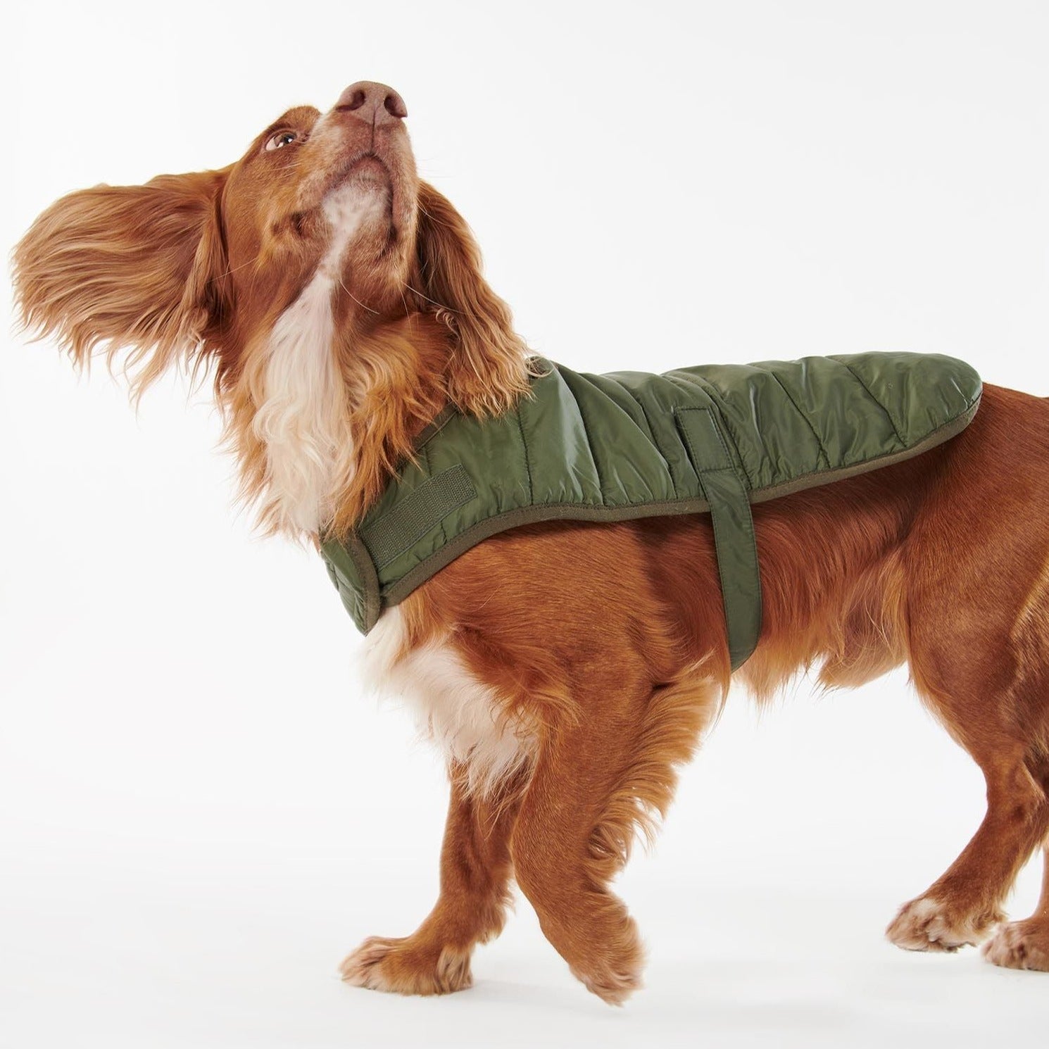 Barbour dog clearance coat sizes