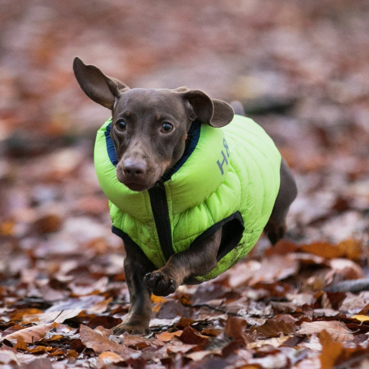 The Hugo & Hudson Puffer Jacket for Dogs in Green#Green