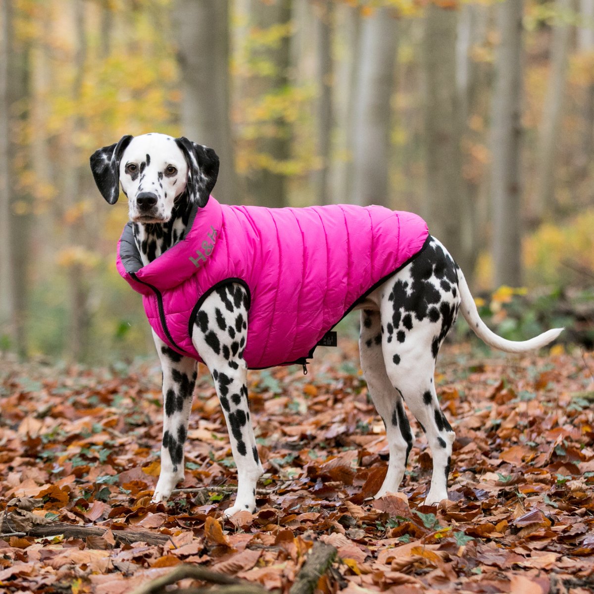 Pink best sale dog jacket