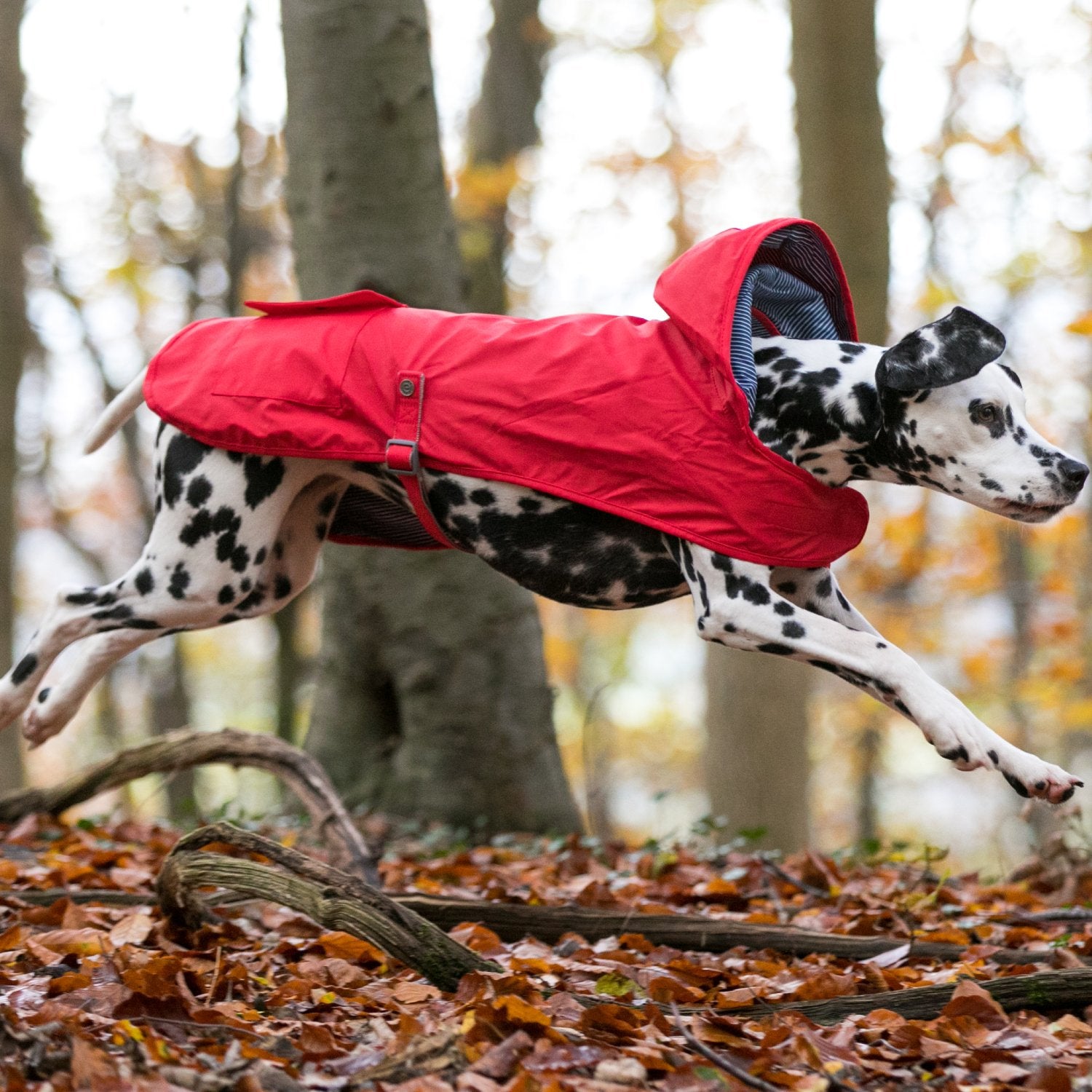 Dog rain coats outlet uk