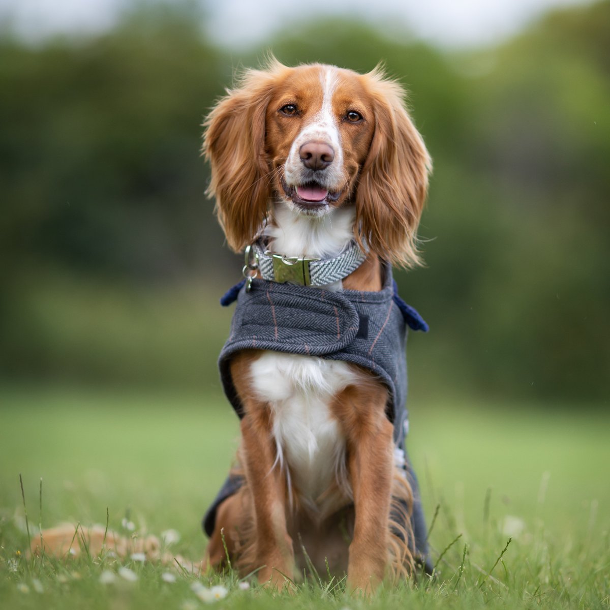 Hugo Hudson Tweed Dog Coat