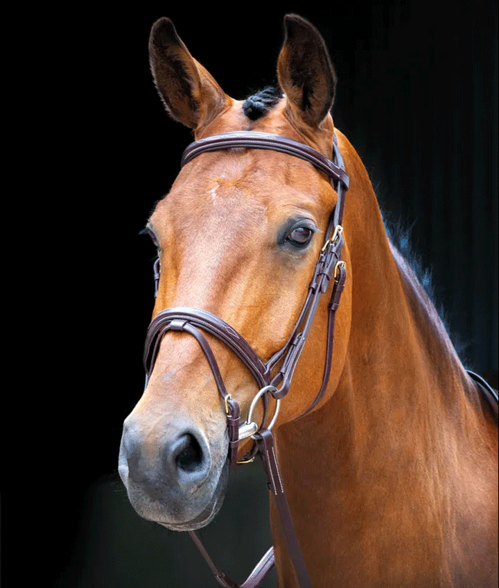 The Shires Salisbury Bodenham Flash Bridle in Brown#Brown