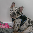 The Ancol Viva Step In Dog Harness in Pink#Pink