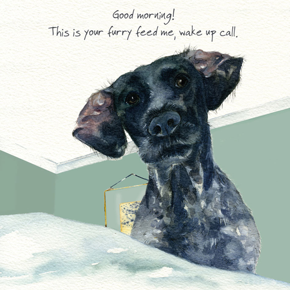 The Little Dog Laughed 'Wake Up Call' Digs & Manor Card