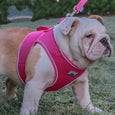 The Ancol Viva Step In Dog Harness in Pink#Pink