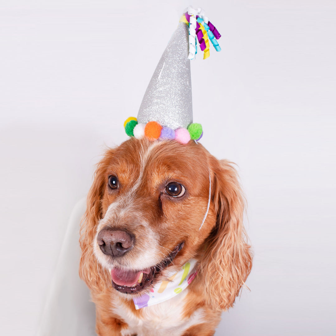 Smart Choice Birthday Bandana & Party Hat For Dogs