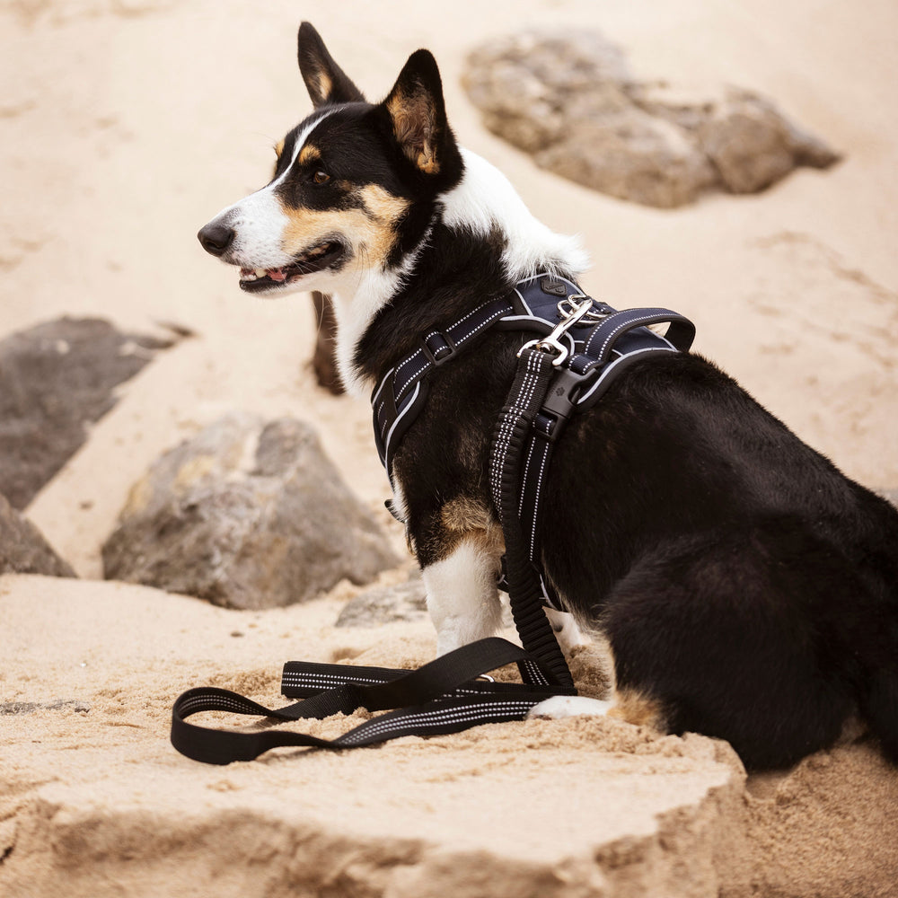 LeMieux Wellow Canvass Dog Harness