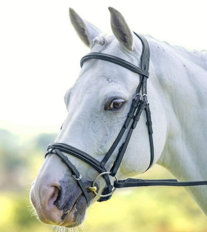 The Shires Velociti Padded Raised Flash Bridle in Black#Black