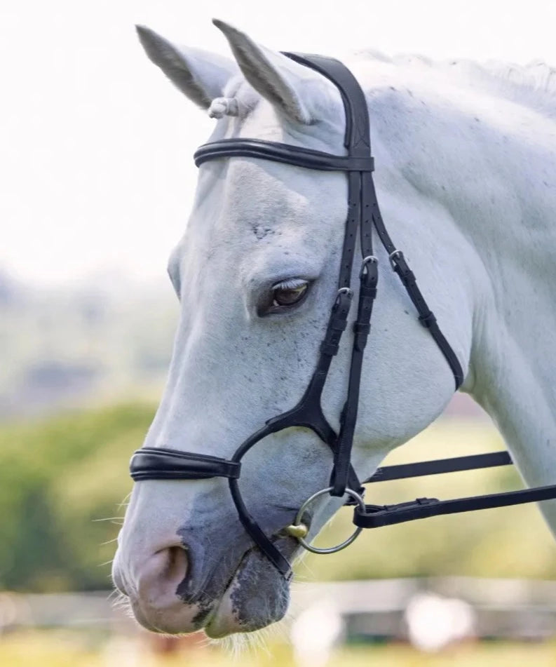 The Shires Velociti Rolled Padded Cavesson Bridle in Black#Black